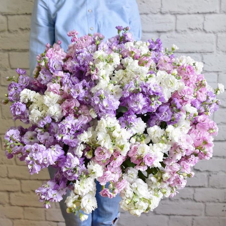 Облако маттиол в Братске