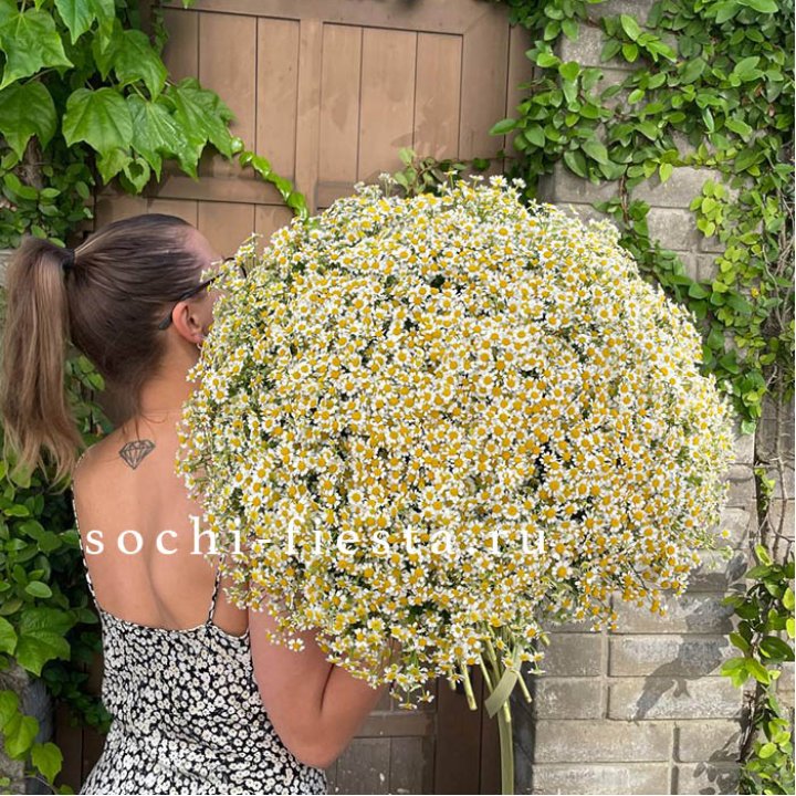 101 ромашка в Братске