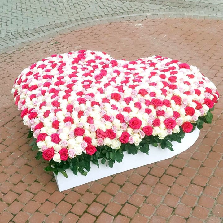 555 роза  в Братске