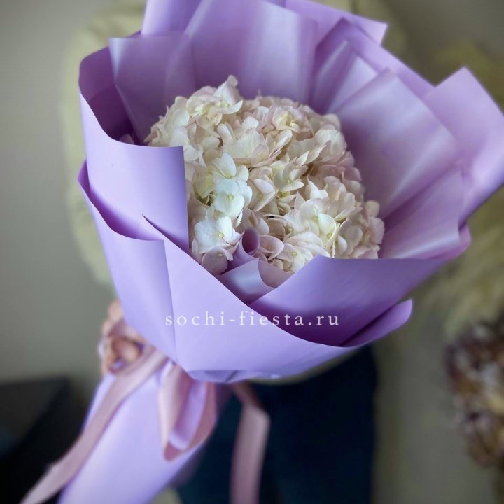 Гортензия розовая в Братске