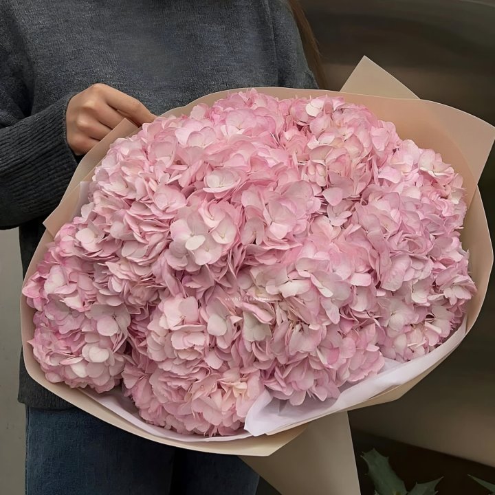 Гортензия  "РОЗЕ" в Братске