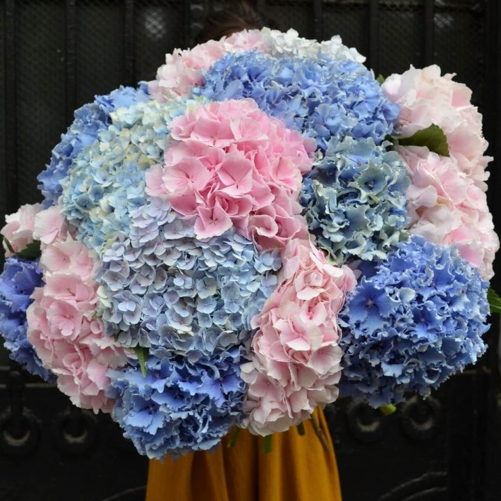 Букет гортензий "Фонтан" в Братске