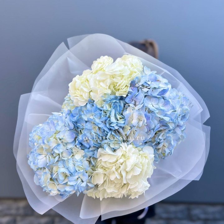 5 бело-голубых гортензий в Братске