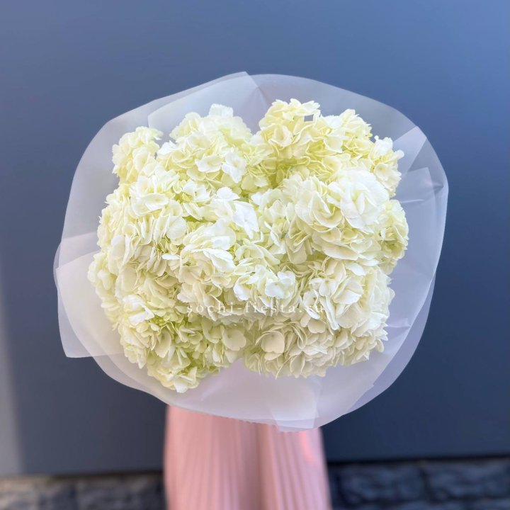 7 белых гортензий в Братске