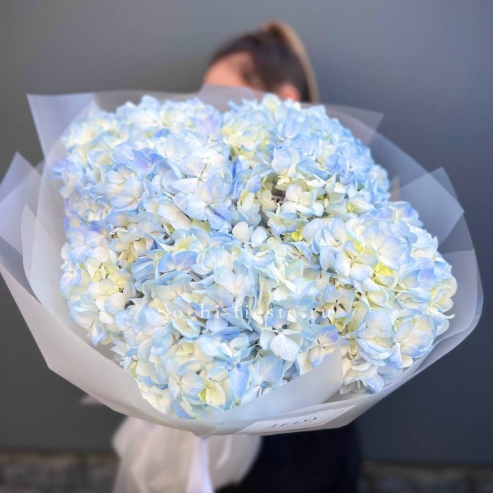 5 голубых гортензий в Братске