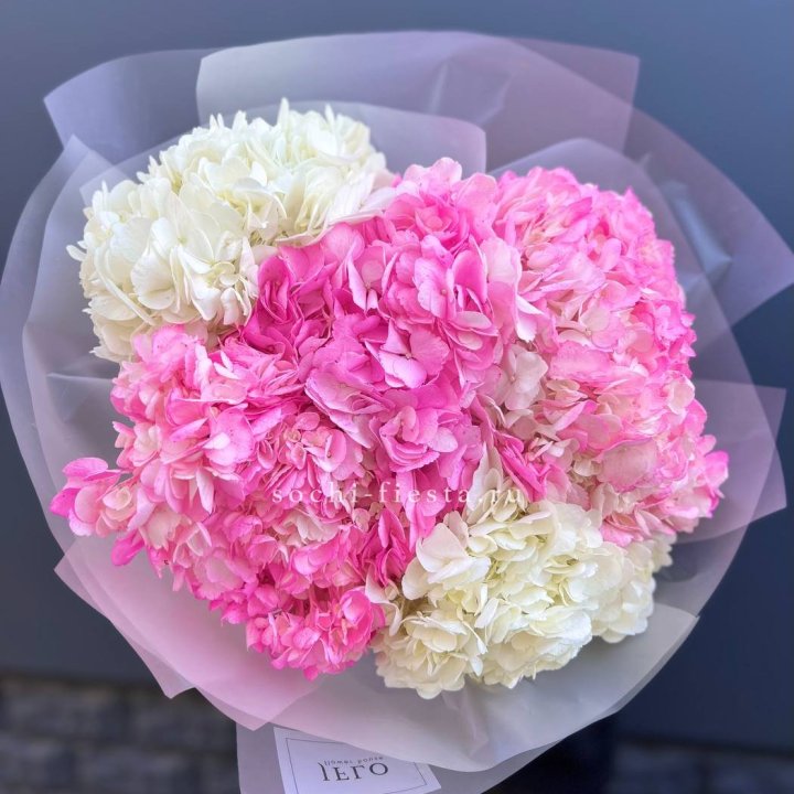 5 бело-розовых гортензий в Братске