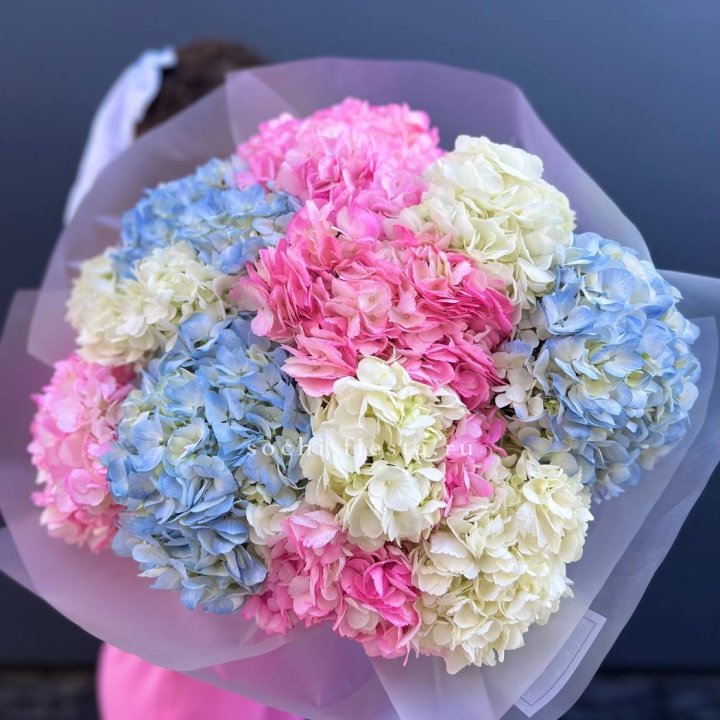 11 гортензий микс в Братске