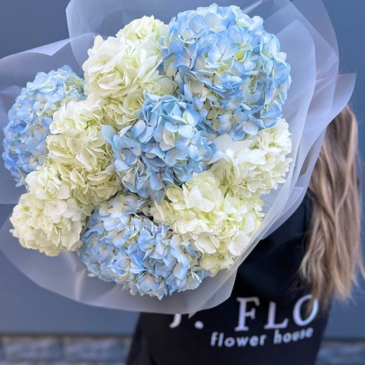 9 бело-голубых гортензий в Братске