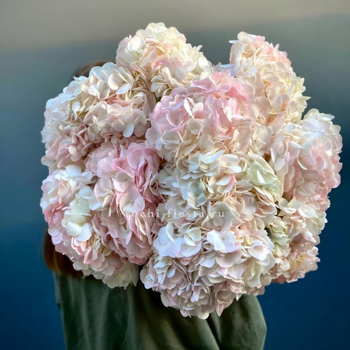 Охапка розовой гортензии в Братске