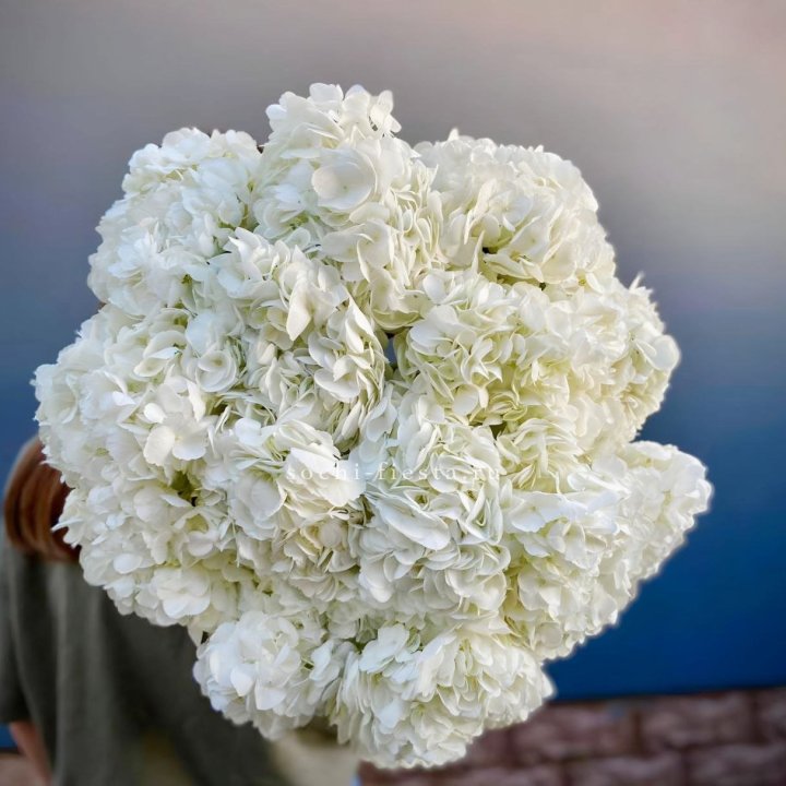 Охапка белой гортензии в Братске