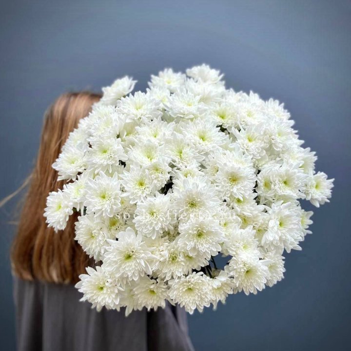 Охапка Хризантемы кустовой в Братске