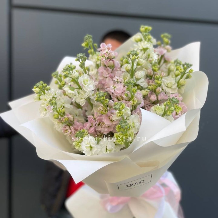 29 маттиол  в Братске