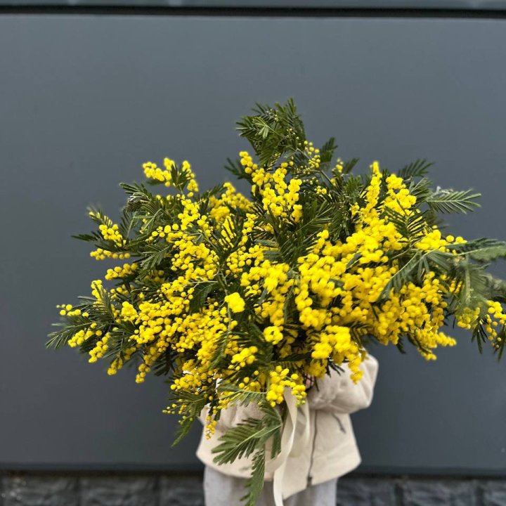 Охопка мимозы в Братске