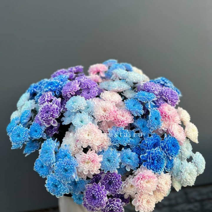 25 цветных хризантем в Братске