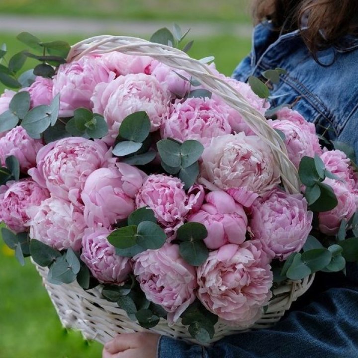 51 пион в корзине в Братске