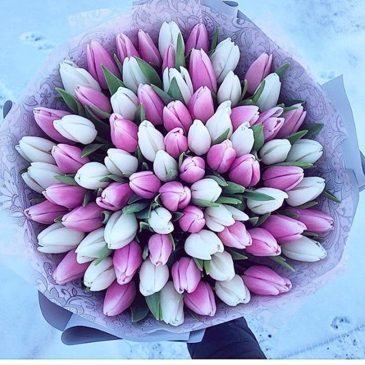 101 тюльпан "Лолипоп" в Братске