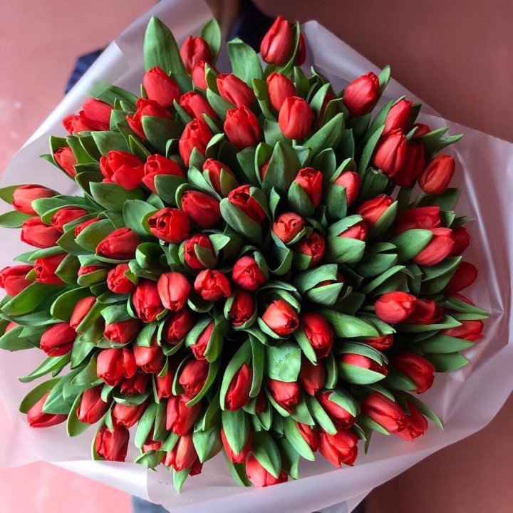 101 красный тюльпан в Братске